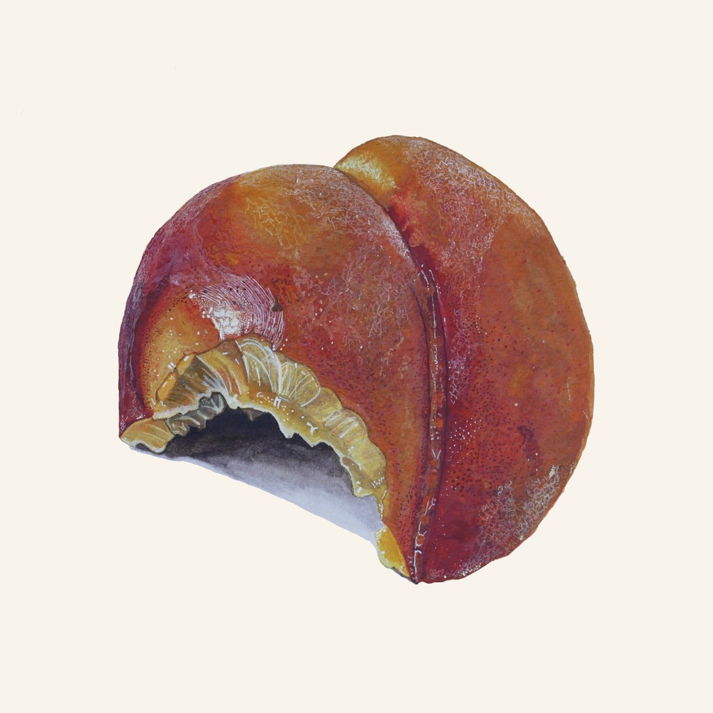 Hyperrealist watercolor painting titled Peach by Wesley Ketcher