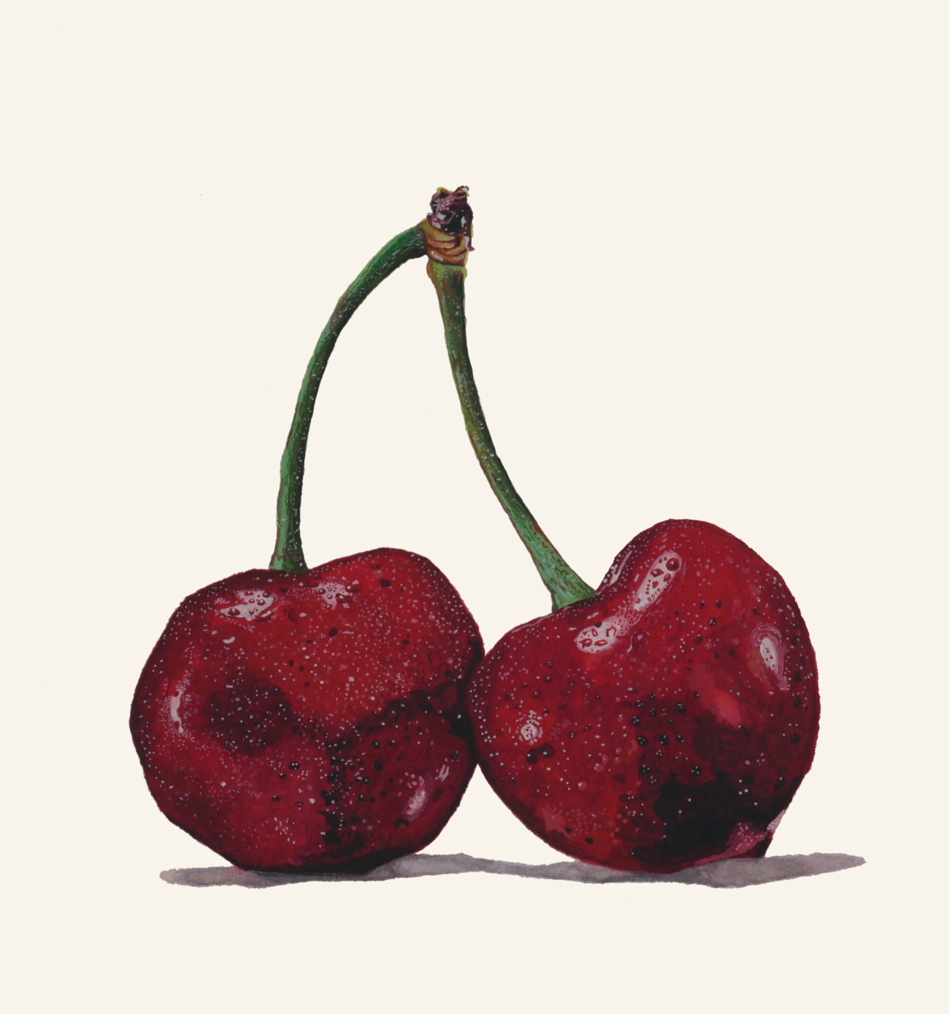 Watercolor painting of cherries by Wesley Ketcher