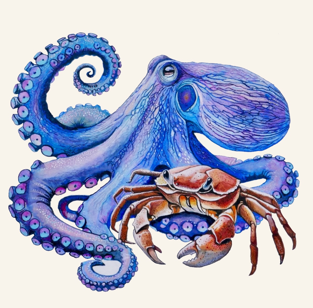 Watercolor painting of an octopus and crab by Wesley Ketcher