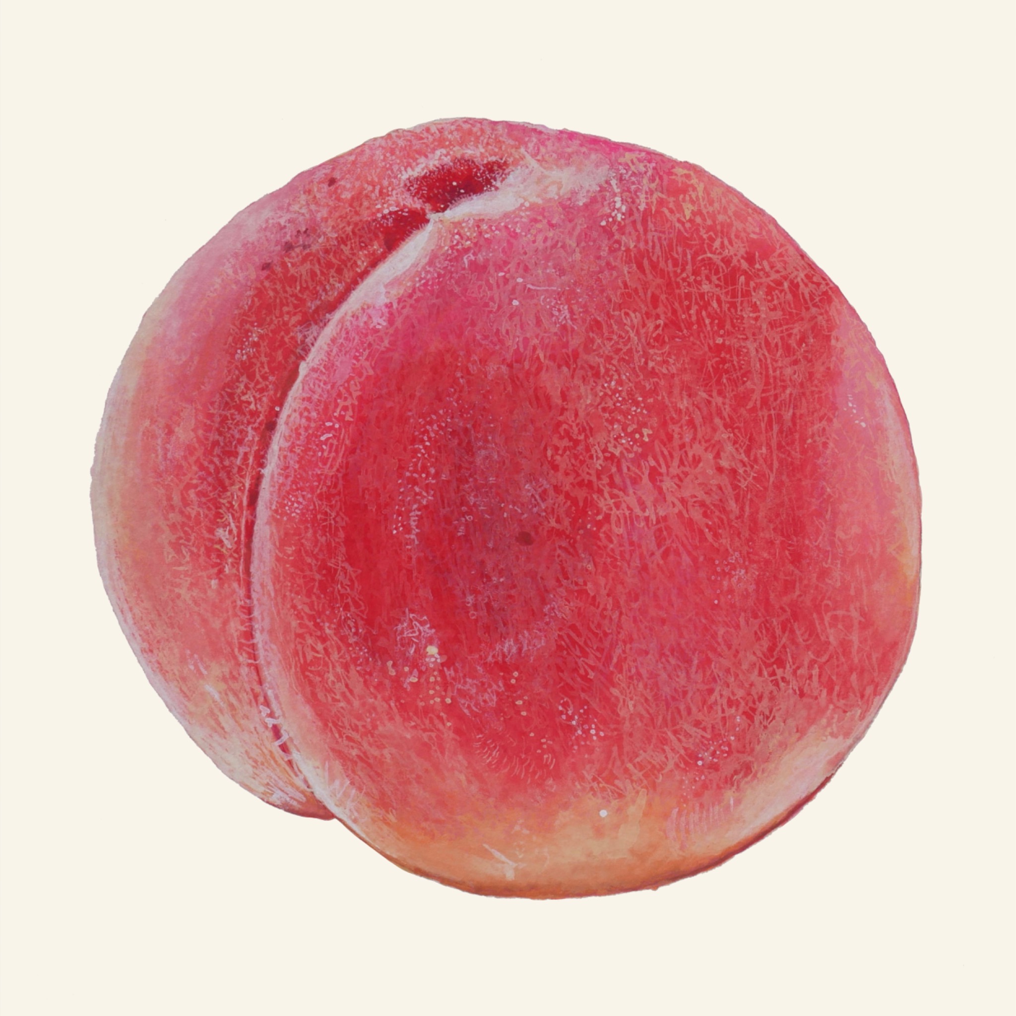 Watercolor painting of a peach by Wesley Ketcher