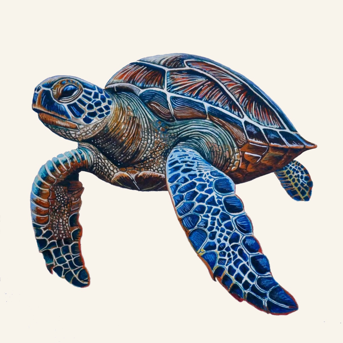 Watercolor painting of a sea turtle by Wesley Ketcher